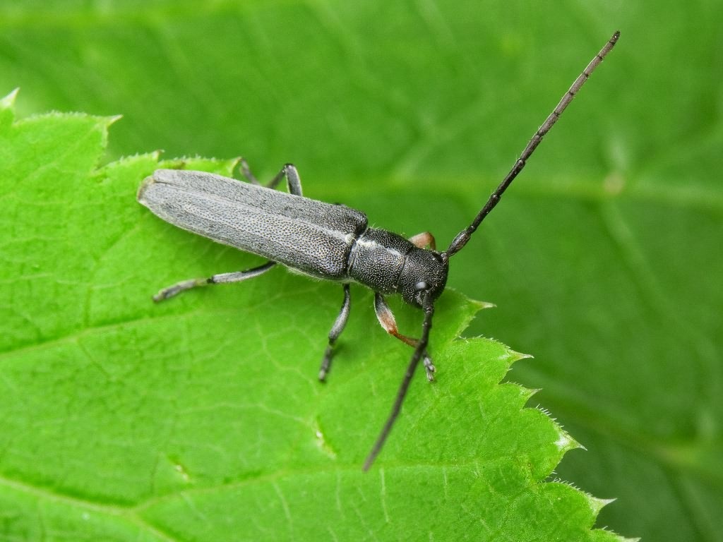 Phytoecia cylindrica (Linnaeus, 1758)